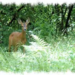 Blelham Tarn Rustic In Tranquil Woodland Дом отдыха *