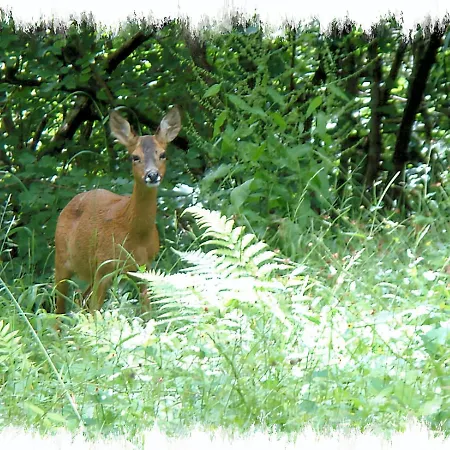 Blelham Tarn Rustic In Tranquil Woodland 別荘 *