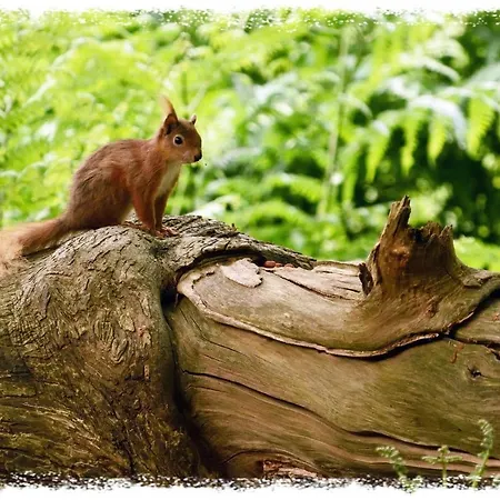 Blelham Tarn Rustic In Tranquil Woodland *