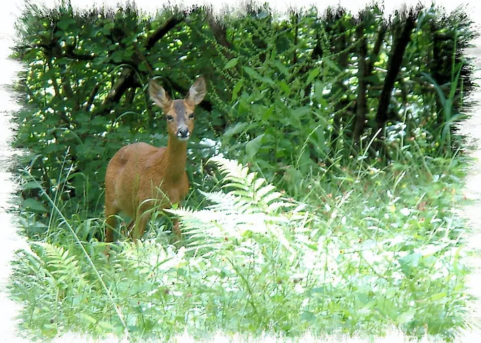 Blelham Tarn Rustic In Tranquil Woodland בית נופש *